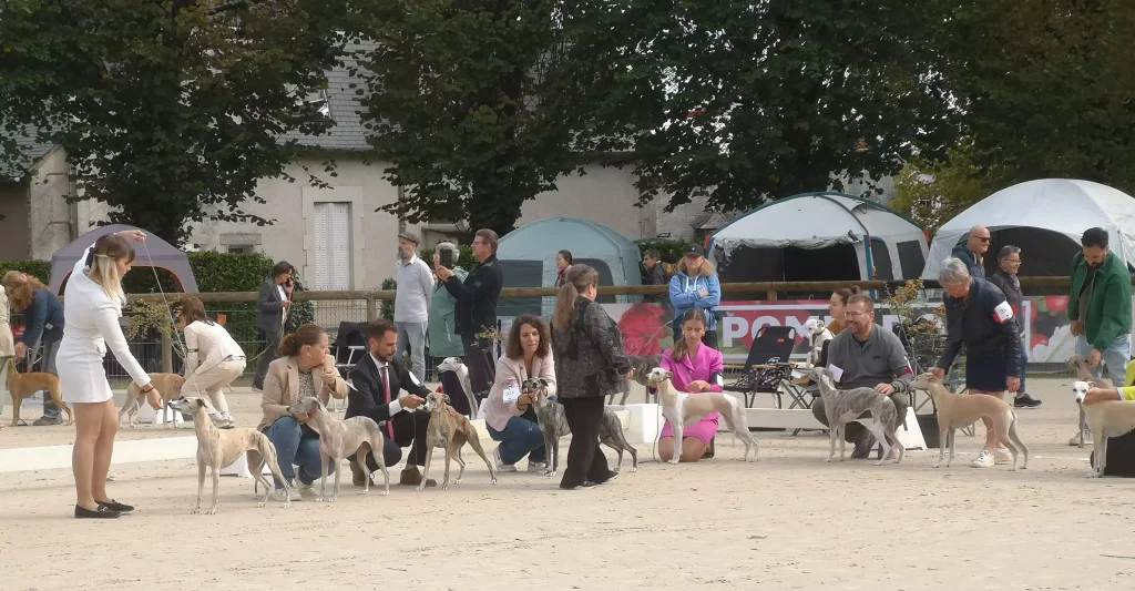 Ring Whippets : file de femelles en présentation, handlers à genoux, passage du juge juste devant, tentes en arrière-plan sur la grande carrière.