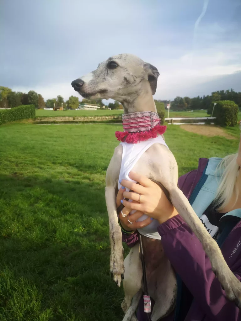Un Whippet clair porté par sa maîtresse au bord de l’hippodrome collier rose regard vers la piste.