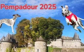 Pompadour 2025 : deux Whippets, l’un en statique, l’autre en plein saut avec gilet rouge de PVL, devant le château de Pompadour.