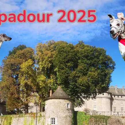 Pompadour 2025 : deux Whippets, l’un en statique, l’autre en plein saut avec gilet rouge de PVL, devant le château de Pompadour.