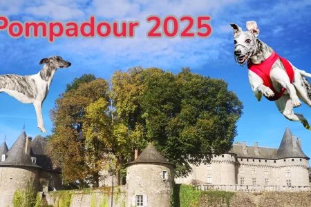 Pompadour 2025 : deux Whippets, l’un en statique, l’autre en plein saut avec gilet rouge de PVL, devant le château de Pompadour.
