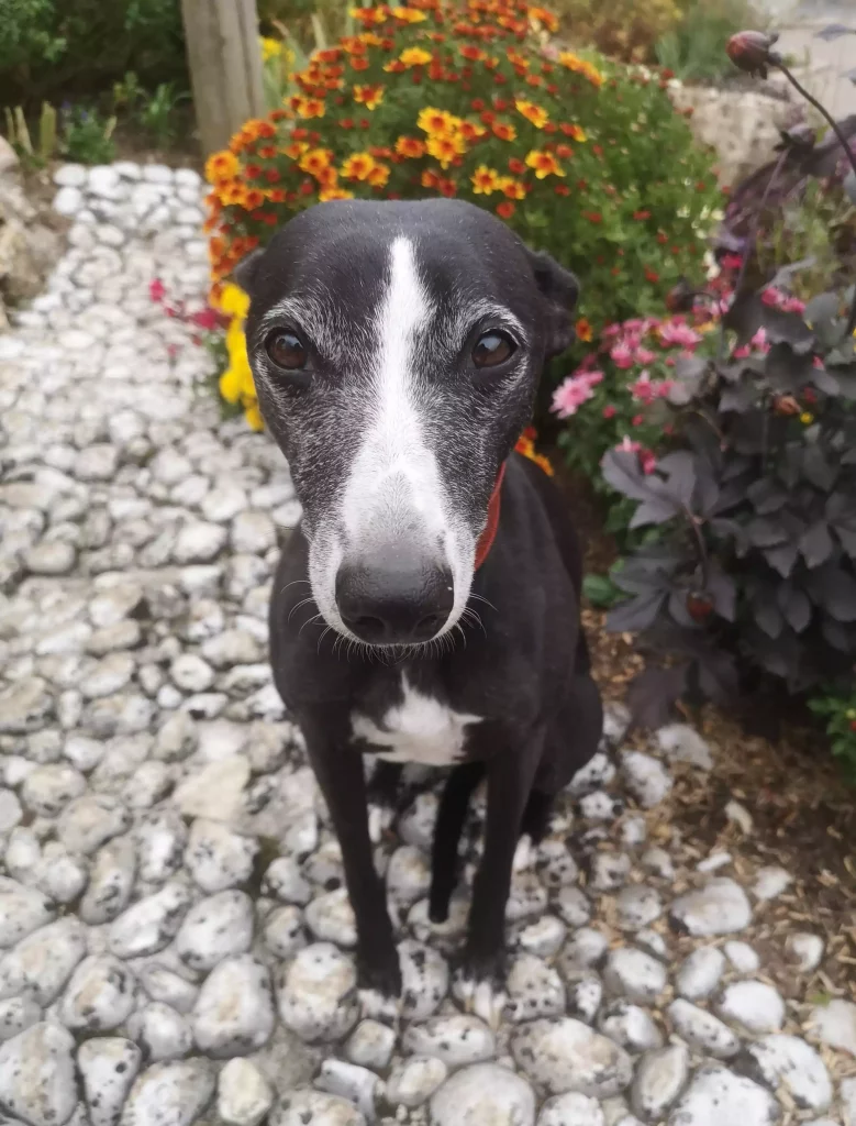 Souhaiter l’anniversaire d’un Whippet : Pimprenelle, Whippet noir et blanc, en gros plan dans le jardin, regard doux vers nous, sur allée de galets et fleurs.