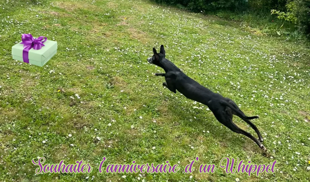 Souhaiter l’anniversaire d’un Whippet : Pimprenelle, Whippet noir, court dans le jardin vers un cadeau, symbole d’une fête simple et sans excès.