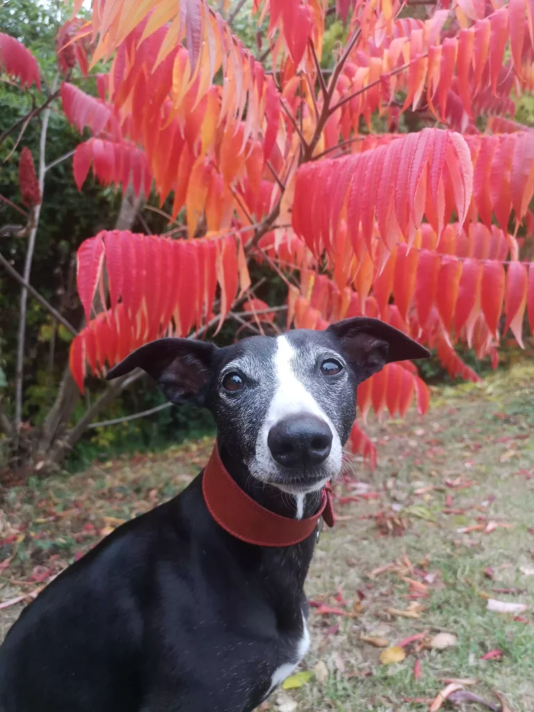 Pimprenelle, Whippet noir et blanc, portrait d’automne, sous feuillage rouge, tel une coiffe de Samba, regard doux vers l'objectif, collier rouille.
