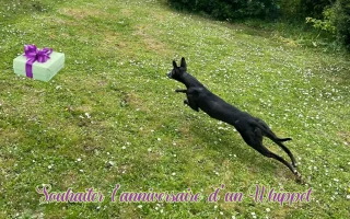 Souhaiter l’anniversaire d’un Whippet : Pimprenelle, Whippet noir, court dans le jardin vers un cadeau, symbole d’une fête simple et sans excès.
