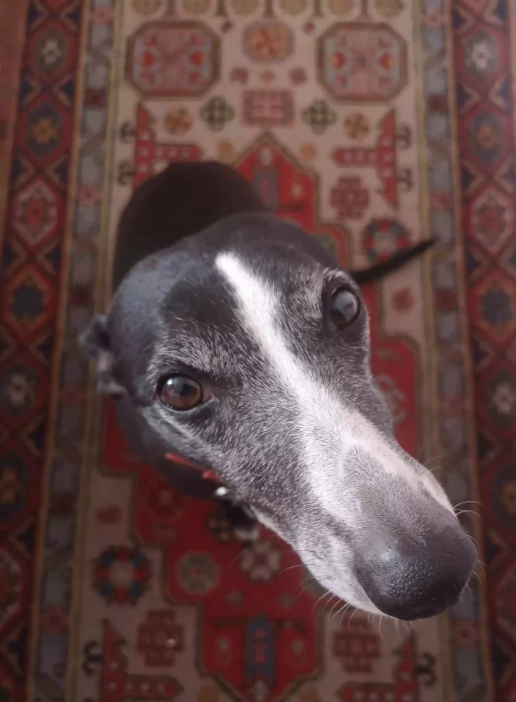 Gros plan de Pimprenelle, lévrier noir et blanc, regard curieux vers l'objectif, sur un tapis oriental rouge en intérieur.