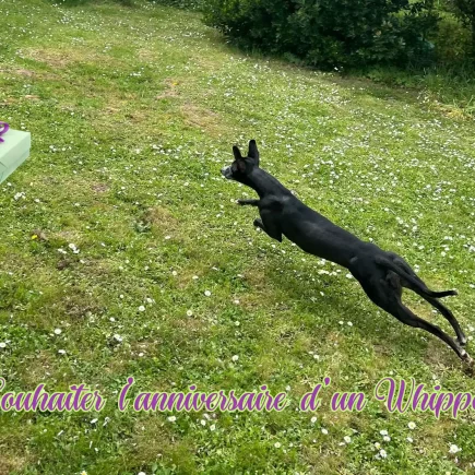 Souhaiter l’anniversaire d’un Whippet : Pimprenelle, Whippet noir, court dans le jardin vers un cadeau, symbole d’une fête simple et sans excès.