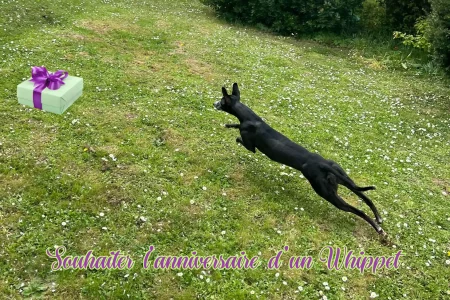 Souhaiter l’anniversaire d’un Whippet : Pimprenelle, Whippet noir, court dans le jardin vers un cadeau, symbole d’une fête simple et sans excès.