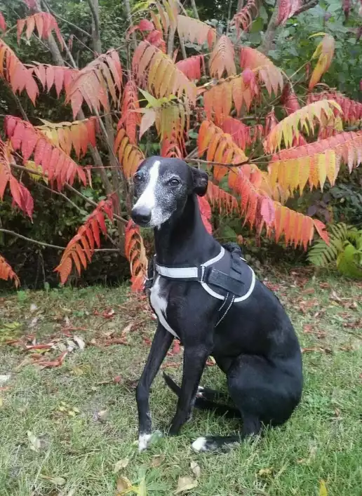 Pimprenelle, Whippet noir et blanc, assise devant feuillage d’automne portant harnais en T gris réglable.