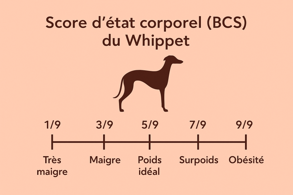 Infographie du score d’état corporel (BCS) du Whippet : échelle 1/9 très maigre, 3/9 maigre, 5/9 poids idéal, 7/9 surpoids, 9/9 obésité.