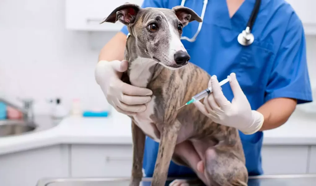 Vaccination du Whippet : Un vétérinaire en blouse bleue vaccinant un Whippet bringé sur la table d’examen.