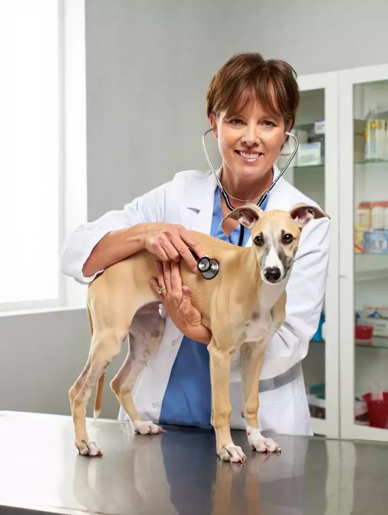 Une vétérinaire auscultant avec un stéthoscope un jeune lévrier fauve clair.