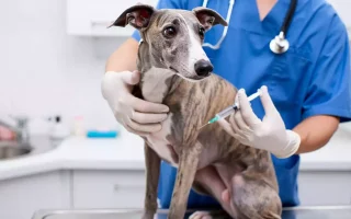 Vaccination du Whippet : Un vétérinaire en blouse bleue vaccinant un Whippet bringé sur la table d’examen.