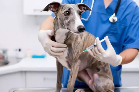 Vaccination du Whippet : Un vétérinaire en blouse bleue vaccinant un Whippet bringé sur la table d’examen.