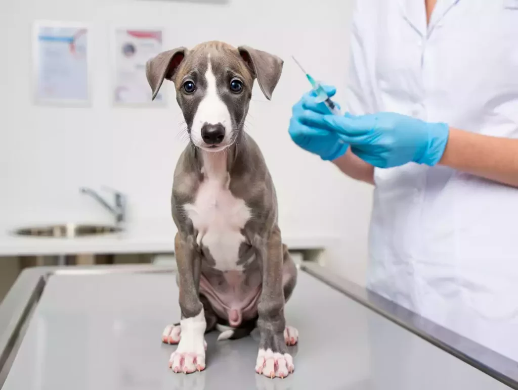 Un chiot lévrier bleu et blanc, chez le vétérinaire, assis sur la table d’examen, pendant que le praticien prépare une seringue.