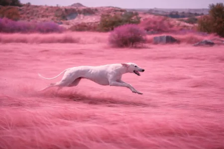 Galgo héros de cinéma : Une Galga blanche courant à pleine vitesse dans un champ aux herbes roses, paysage onirique aux couleurs irréelles.