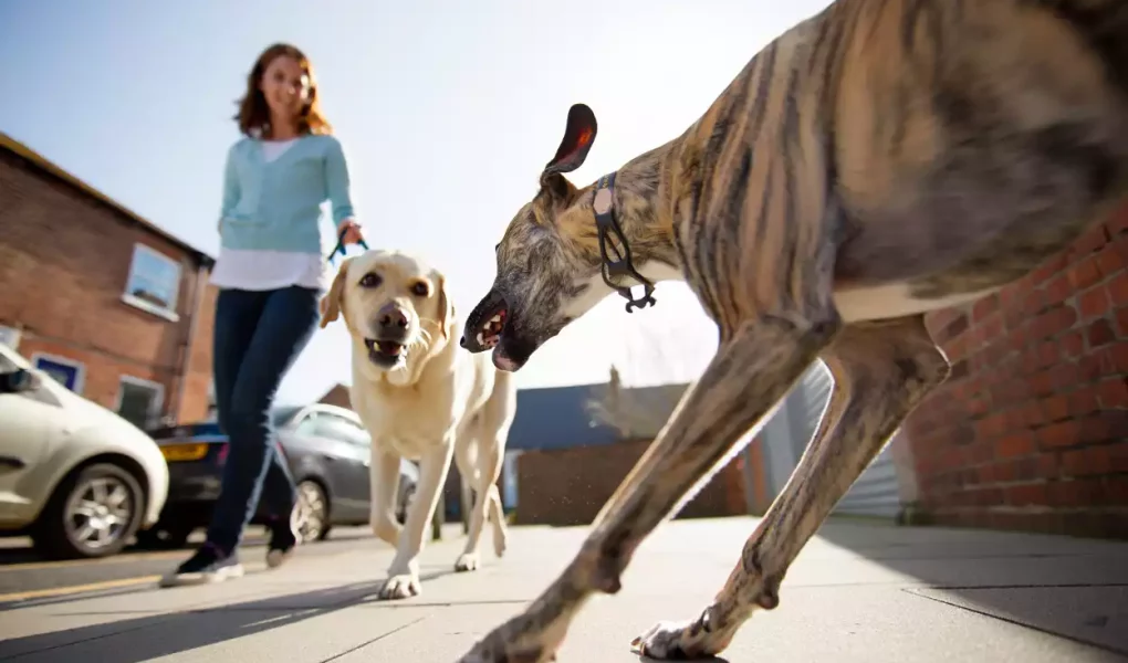 Un Whippet réactif, de couleur bringée, qui se jette en avant, gueule ouverte, vers un Labrador tenu en laisse par une femme, dans la rue.