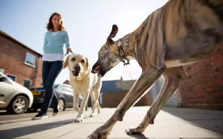 Un Whippet réactif, de couleur bringée, qui se jette en avant, gueule ouverte, vers un Labrador tenu en laisse par une femme, dans la rue.