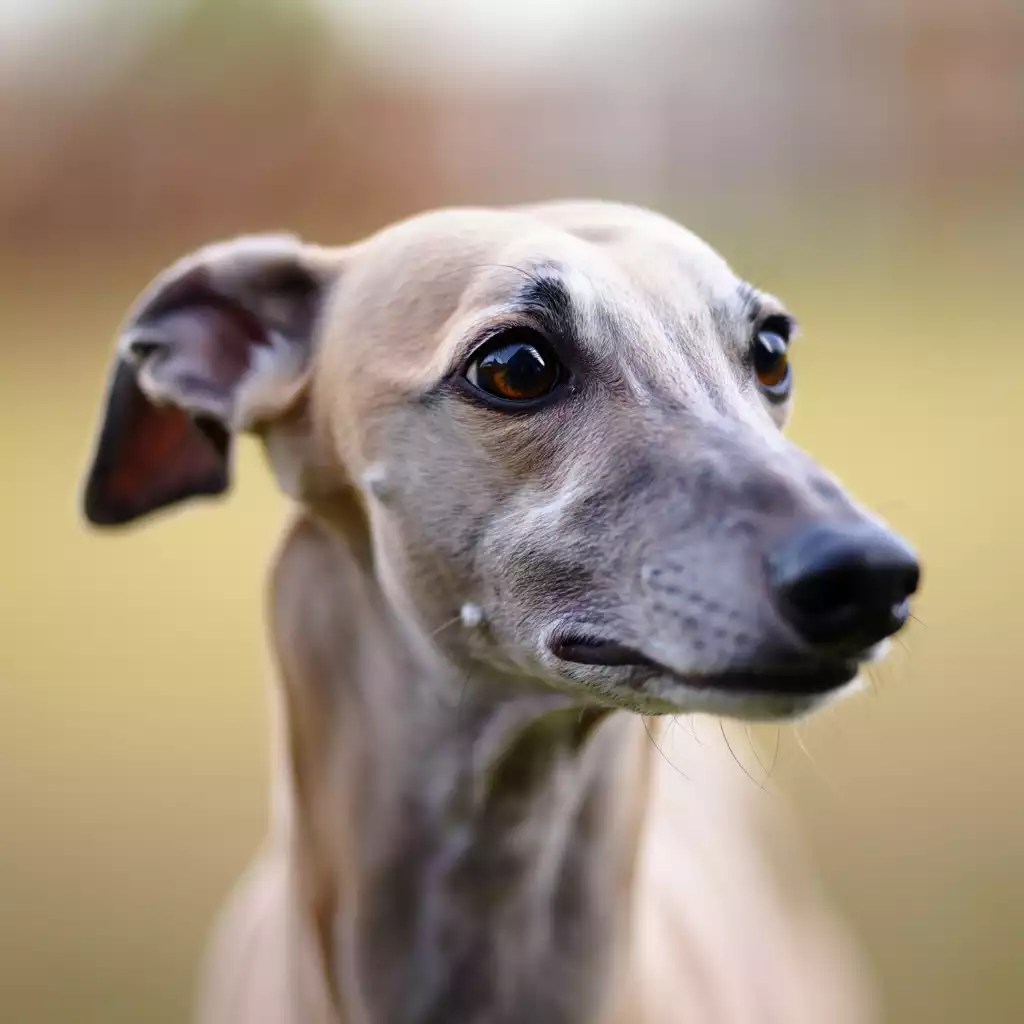 Gros plan sur la tête d’un lévrier au regard inquiet, oreilles légèrement en arrière, illustrant les signaux subtils d’un Whippet réactif.