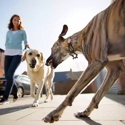 Un Whippet réactif, de couleur bringée, qui se jette en avant, gueule ouverte, vers un Labrador tenu en laisse par une femme, dans la rue.