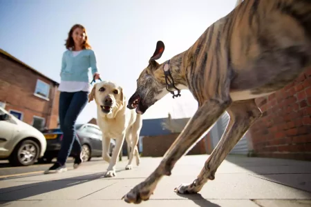 Un Whippet réactif, de couleur bringée, qui se jette en avant, gueule ouverte, vers un Labrador tenu en laisse par une femme, dans la rue.