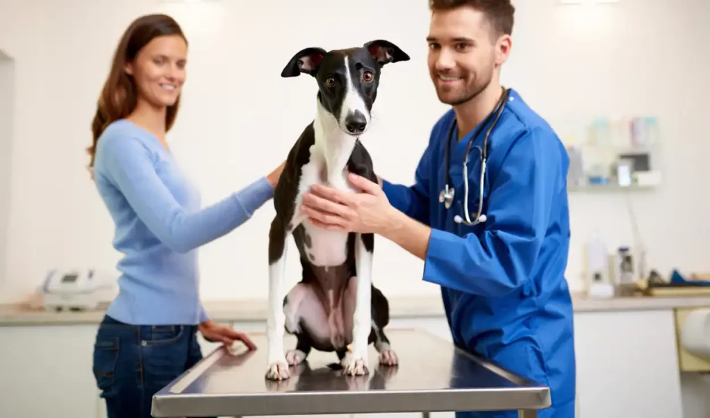 Procédures vétérinaires du Whippet : un Whippet noir et blanc sur la table d’examen, accompagné de sa maîtresse et du vétérinaire.