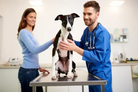 Procédures vétérinaires du Whippet : un Whippet noir et blanc sur la table d’examen, accompagné de sa maîtresse et du vétérinaire.