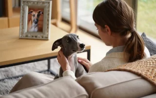 Nouveau Whippet après le deuil : une femme assise sur un canapé, près d’une photo souvenir d'un Whippet fauve, caresse un jeune Whippet gris.
