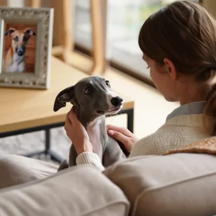 Nouveau Whippet après le deuil : une femme assise sur un canapé, près d’une photo souvenir d'un Whippet fauve, caresse un jeune Whippet gris.