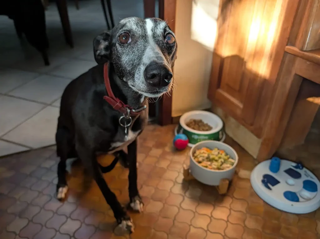 Préparer la meilleure ration ménagère pour un Whippet : Un Whippet noir attendant devant sa ration ménagère maison.
