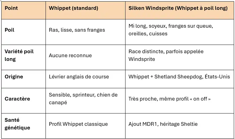 Tableau comparatif Whippet et Silken Windsprite, poil, origine, caractère et santé génétique.