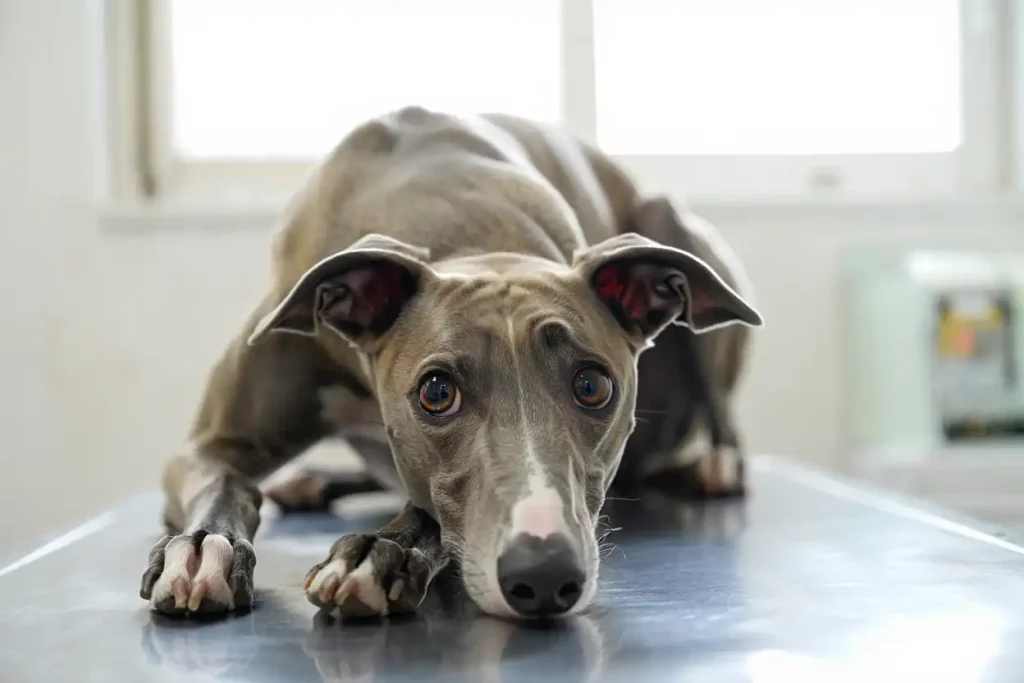 Un Whippet allongé sur une table d’examen chez le vétérinaire, le regard inquiet.