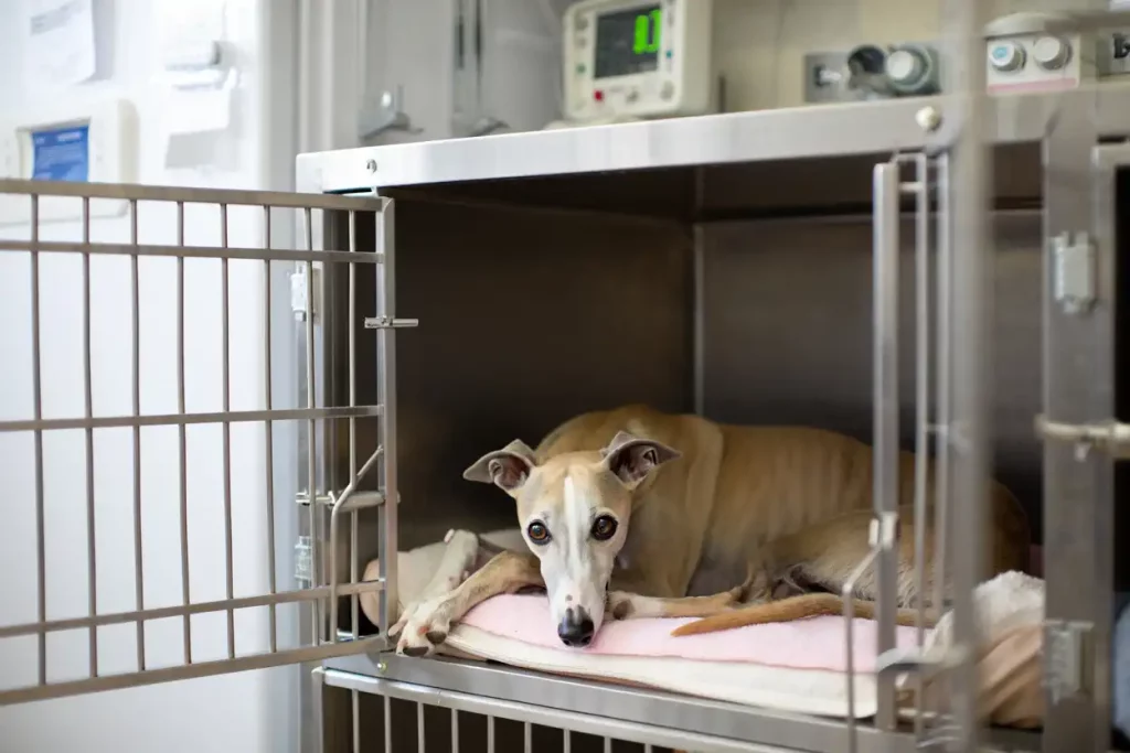 Procédures vétérinaires du Whippet : Whippet en box de clinique vétérinaire, surveillance et récupération après une procédure.
