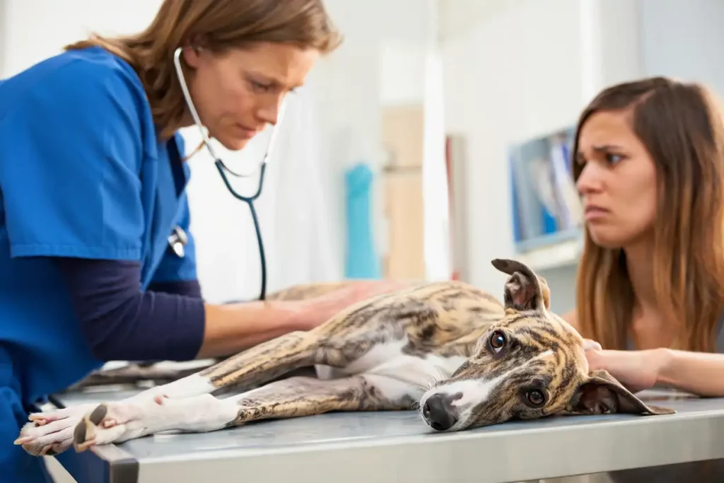 Un Whippet bringé allongé sur la table d’examen : la vétérinaire ausculte le chien pendant que sa maîtresse, inquiète, le rassure.