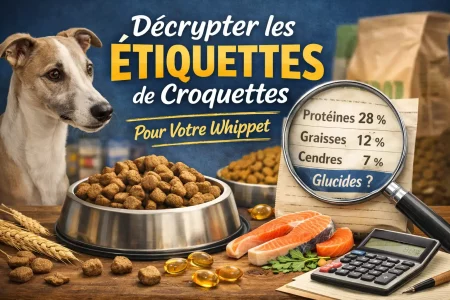 Décrypter les étiquettes de croquettes : Whippet devant sa gamelle, loupe sur protéines graisses cendres et glucides.