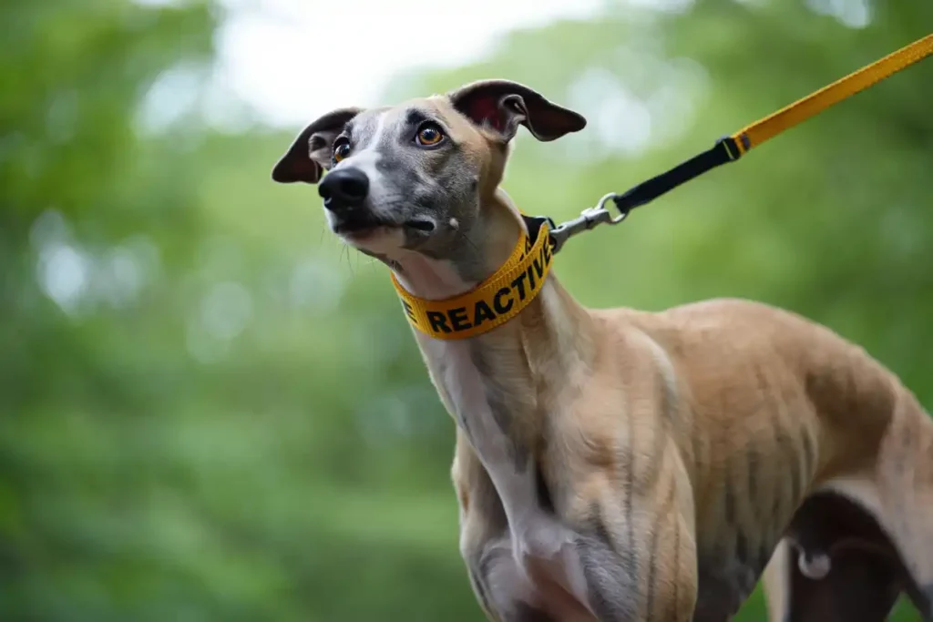Autocontrôles chez un Whippet : Un lévrier tendu et vigilant, collier jaune « REACTIVE », montrant des signes de stress et d’émotions fortes, en promenade.