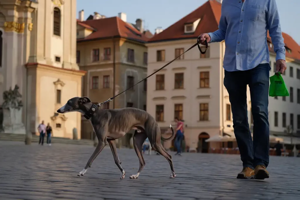 Un maitre marche avec son Whippet en laisse, un sac à crottes à la main.