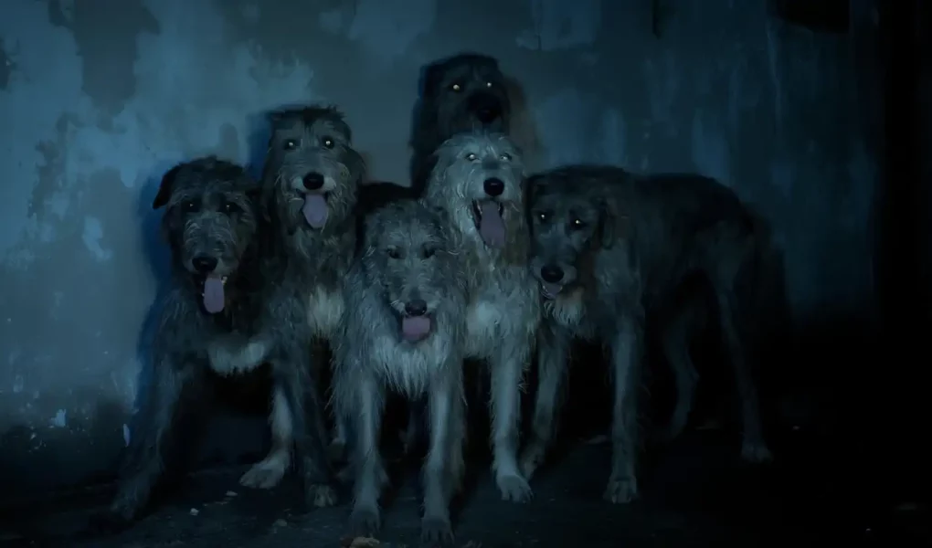 Lévriers au cinéma : Irish Wolfhounds regroupés dans une pièce sombre aux yeux brillants.