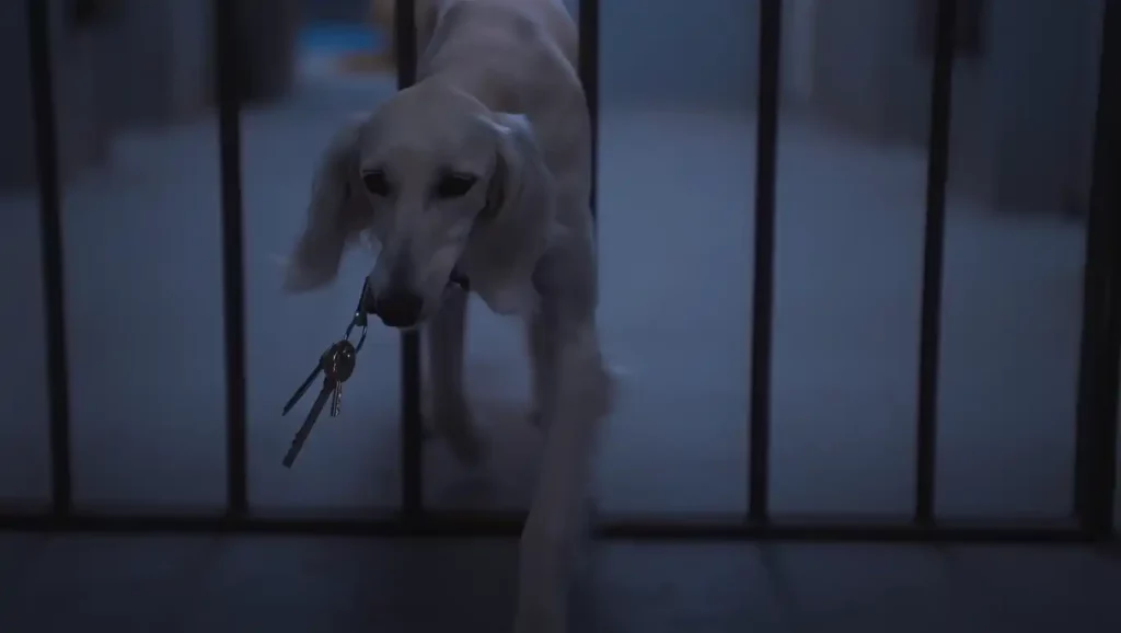 Un Saluki clair tenant un trousseau de clefs dans un couloir carcéral sombre.