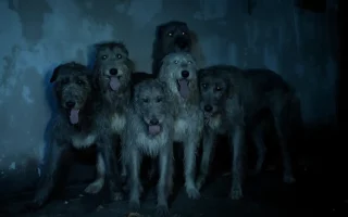 Lévriers au cinéma : Irish Wolfhounds regroupés dans une pièce sombre aux yeux brillants.