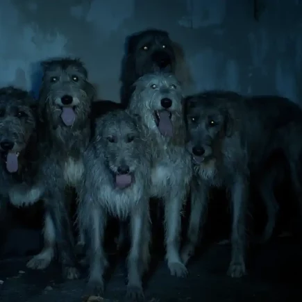 Lévriers au cinéma : Irish Wolfhounds regroupés dans une pièce sombre aux yeux brillants.