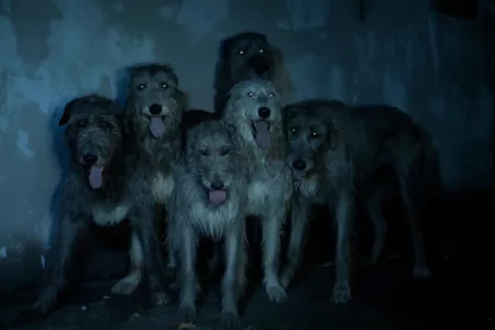 Lévriers au cinéma : Irish Wolfhounds regroupés dans une pièce sombre aux yeux brillants.