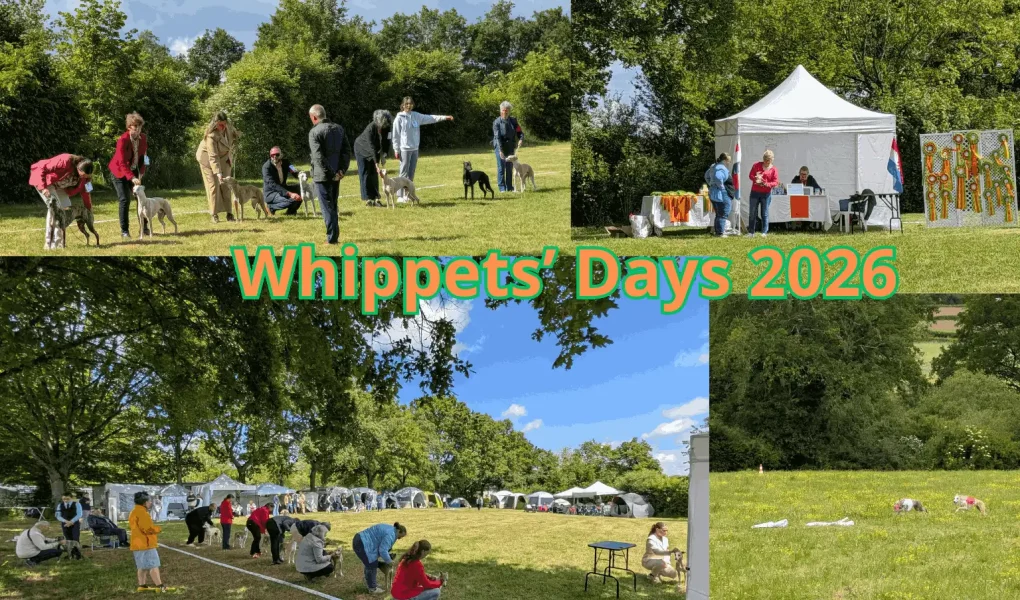 Whippets’ Days 2026 à Vieure avec Whippets en exposition canine, récompenses et épreuve de PVL en pleine nature.