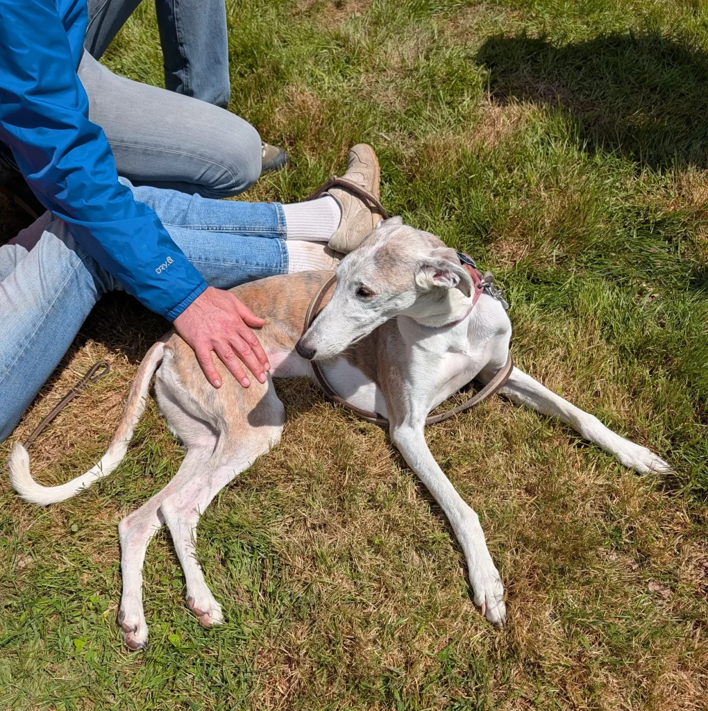Moka, la Galga de Gaëlle et Jérôme, couchée dans l’herbe au bord du ring lors des WD 2026.