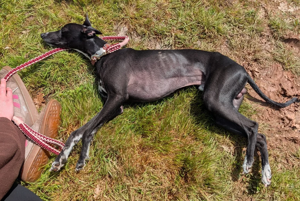 Sirius, le Whippet noir de Laura, couché au soleil au bord du ring pendant la RE 2026 de Vieure.