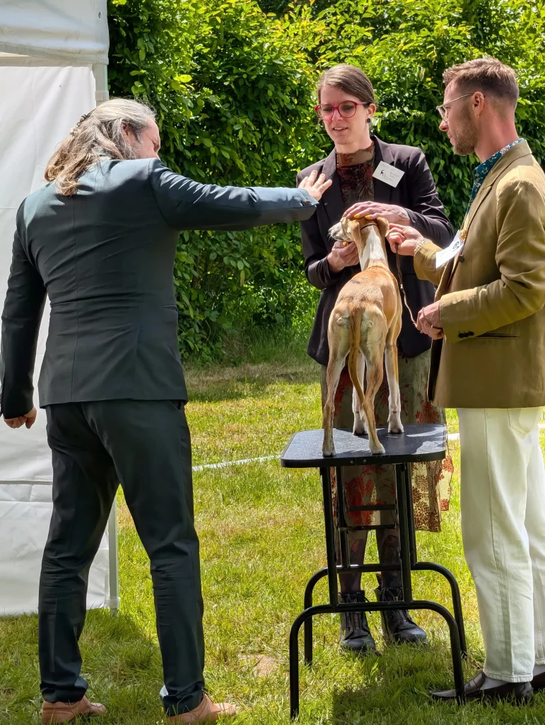 WD 2026 à Vieure : examen d’un Whippet sur table par le juge lors de la Régionale d'Elevage.