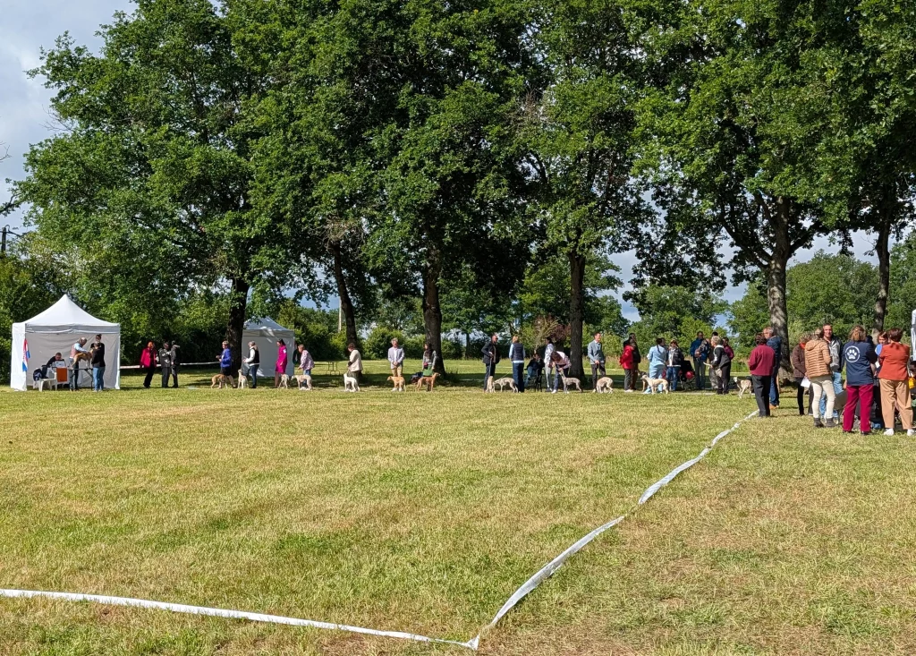 Whippets et exposants alignés sur un ring en plein air de la Nationale d'Elevage de Vieure 2026. 