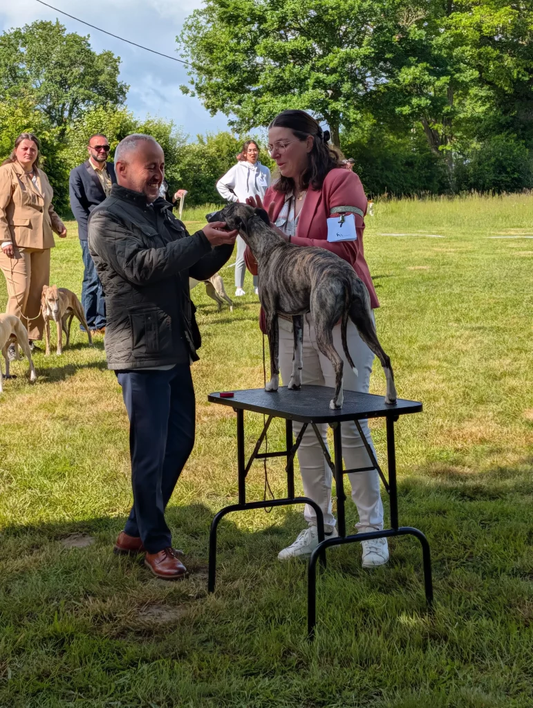 Un juge examinant un Whippet bringé sur table lors de la RE de Vieure 2026.