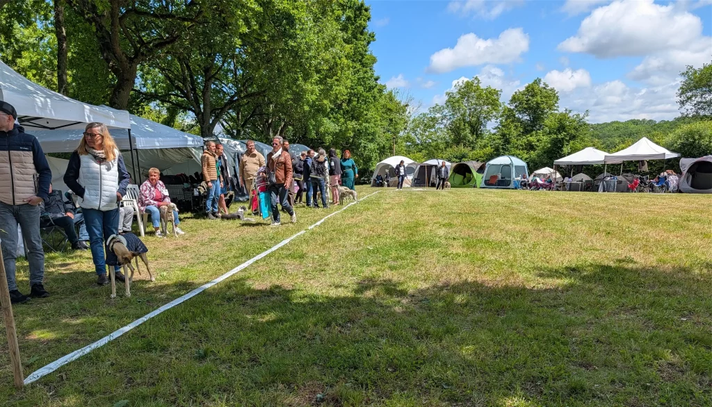 Whippets’ Days 2026 : ambiance d’exposition canine avec Whippets, participants, tentes et ring en plein air.