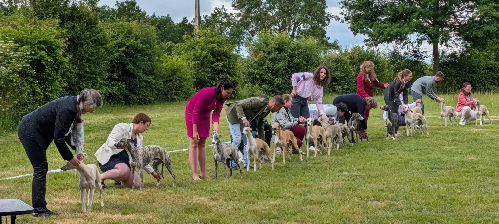 Alignement de Whippets avec leurs exposants sur le ring d’exposition de la Nationale d'Elevage 2026 à Vieure.